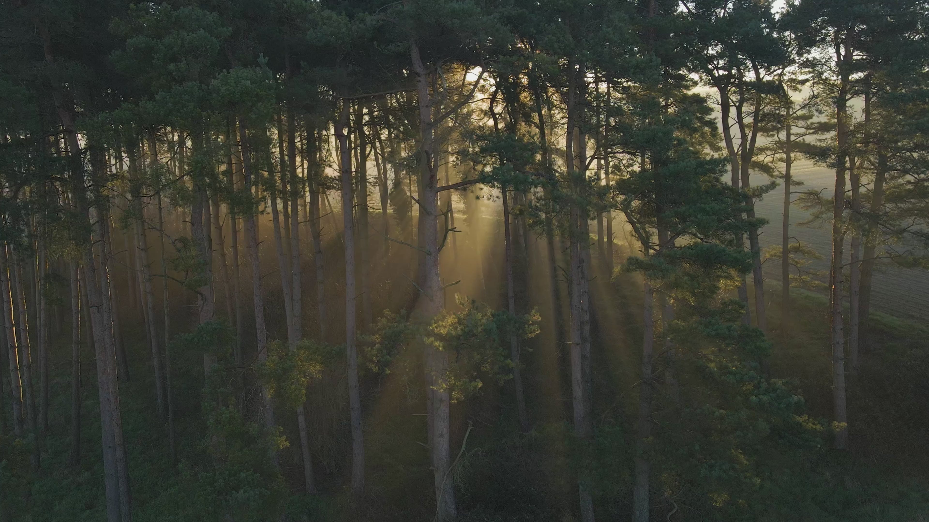 sun shining through the woods 